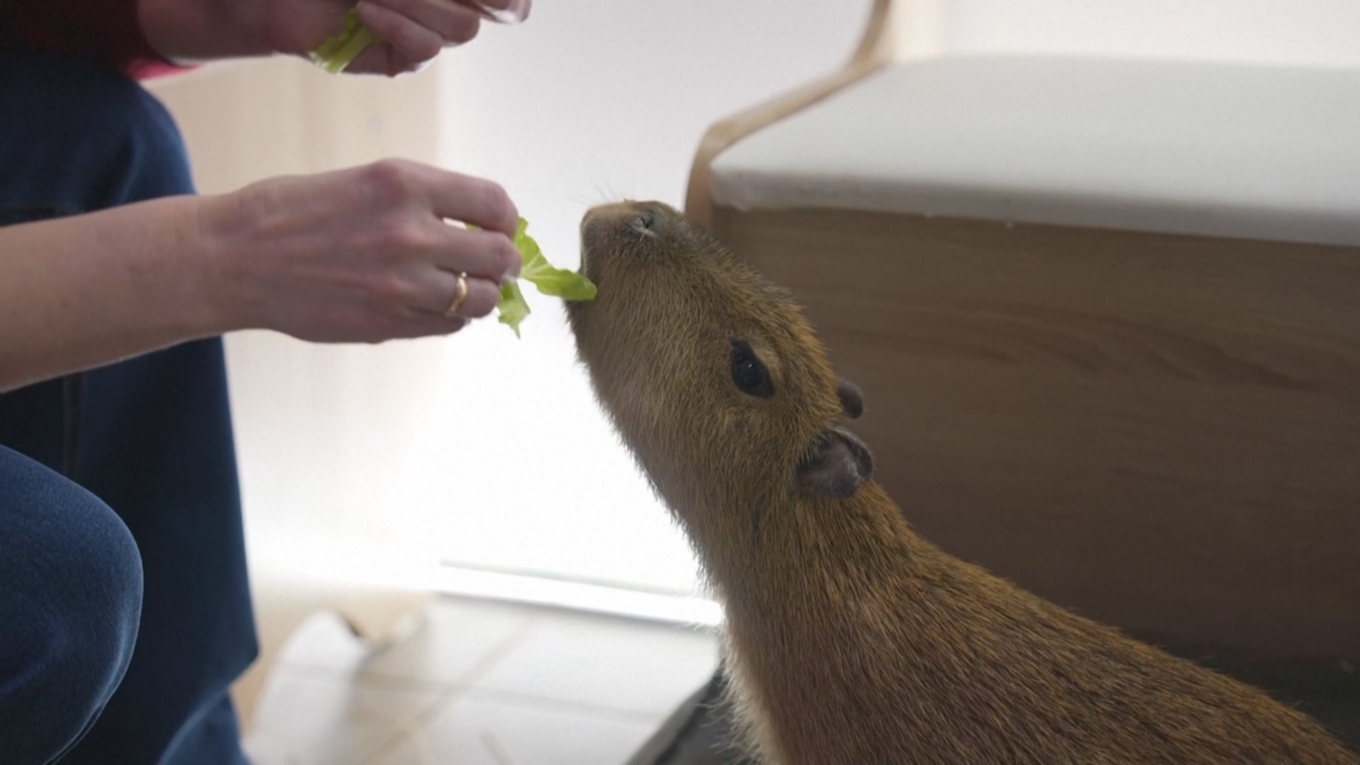 В антикафе в Москве можно погладить и покормить капибар