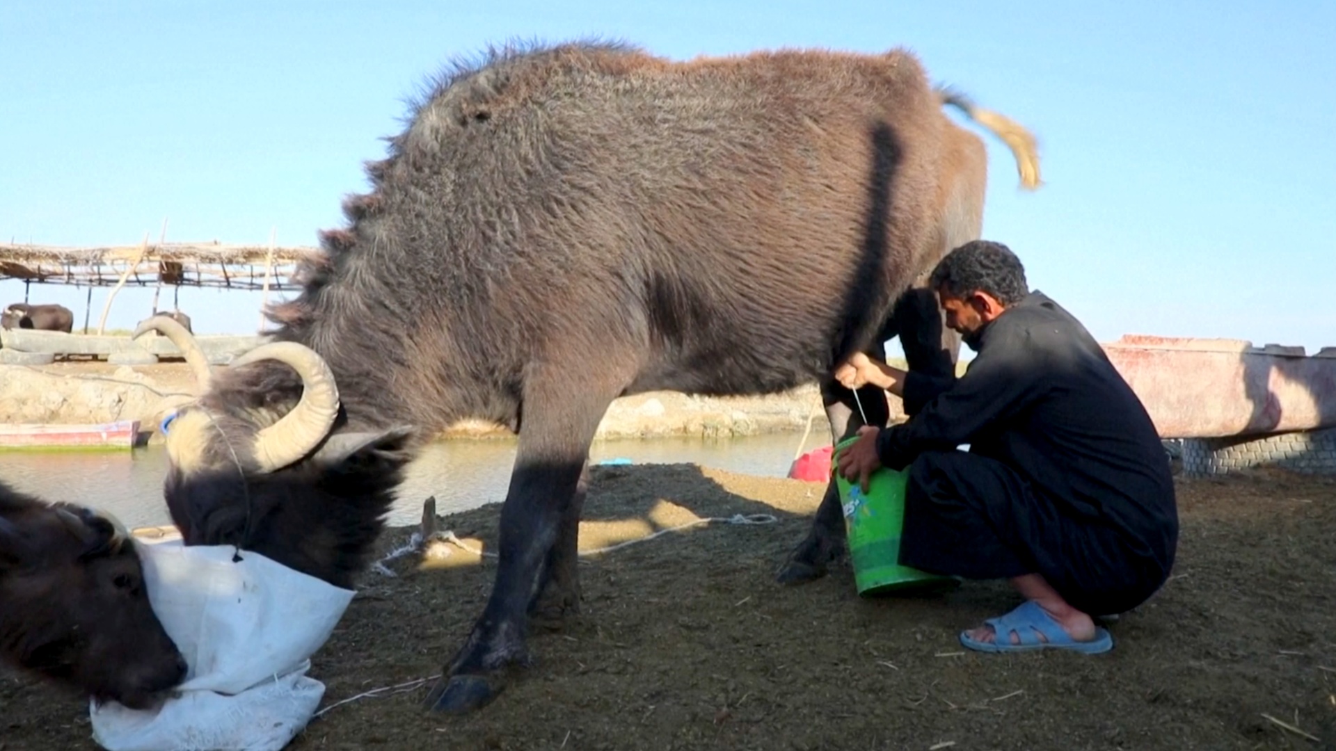 Из-за сильных засух в Ираке погибают буйволы, а фермерам не на что жить