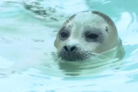 В Нидерландах открыли новый суперсовременный центр спасения тюленей