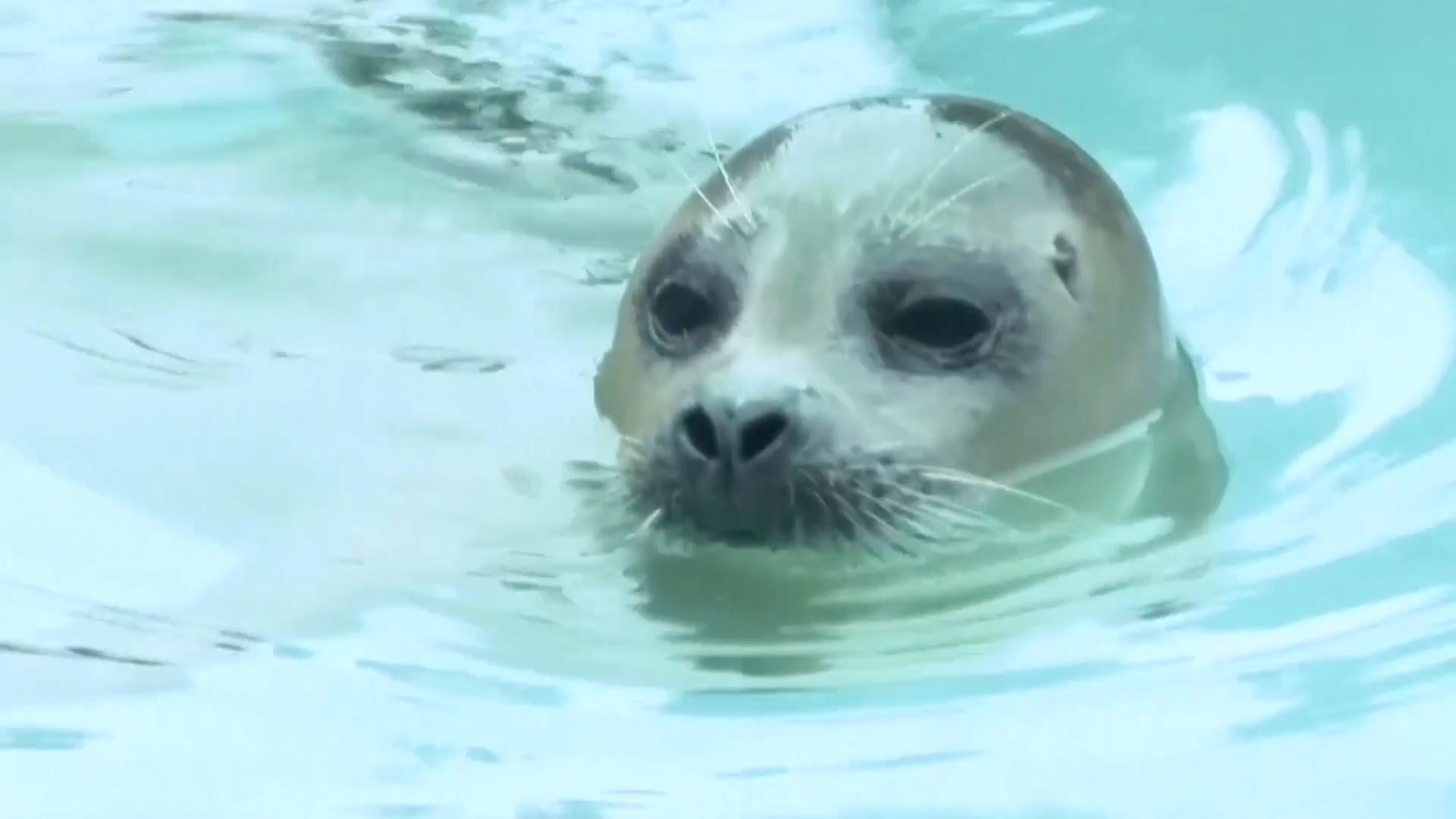 В Нидерландах открыли новый суперсовременный центр спасения тюленей В Нидерландах открыли новый суперсовременный центр спасения тюленей