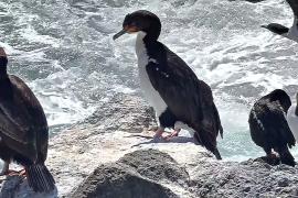 Как один из самых отдалённых островов спасает своих птиц от кошек, опоссумов и крыс
