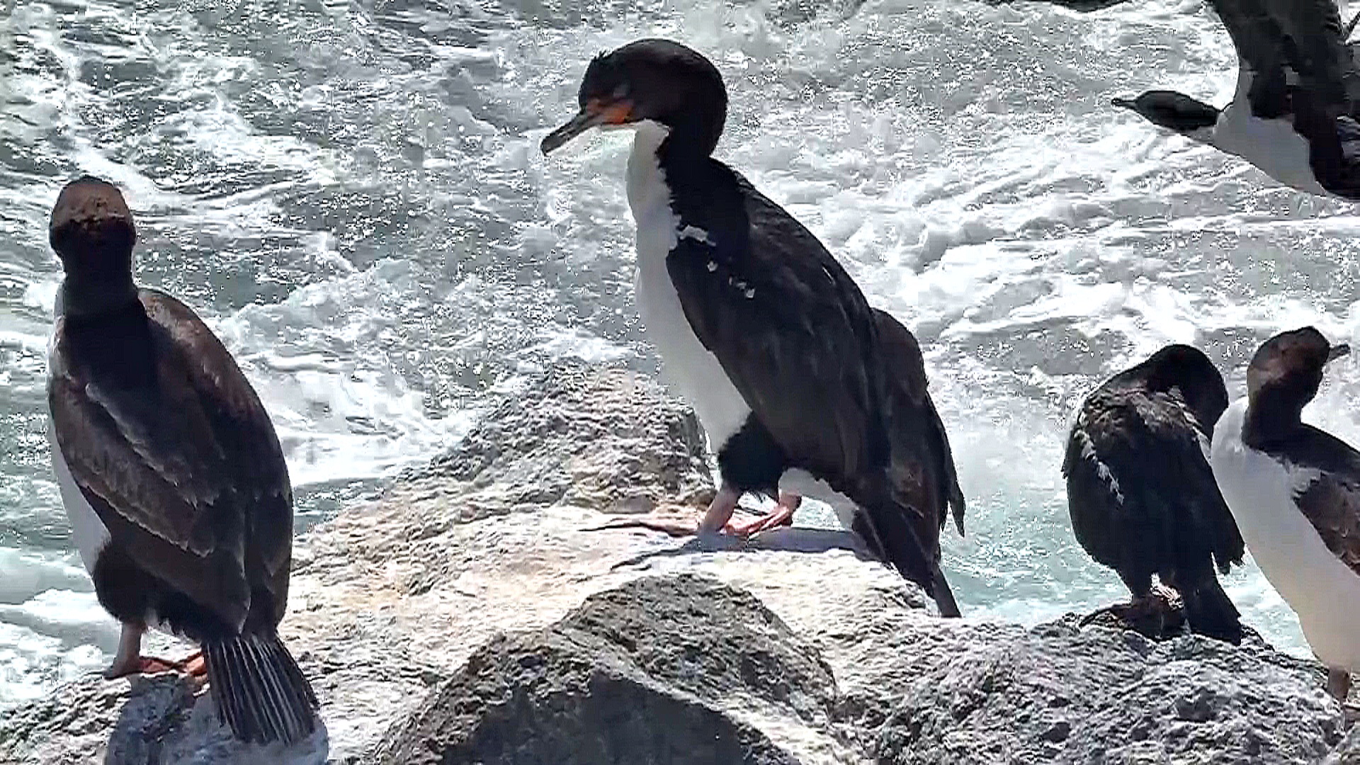 Как один из самых отдалённых островов спасает своих птиц от кошек, опоссумов и крыс Как один из самых отдалённых островов спасает своих птиц от кошек, опоссумов и крыс