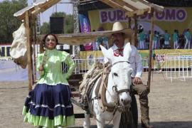 День осла: в Мексике 1 мая посвятили трудолюбивым животным