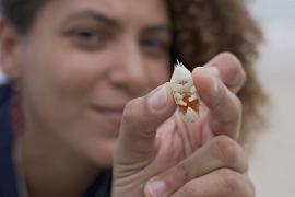 Исчезающие крабы-кроты в Бразилии вызывают тревогу у ученых