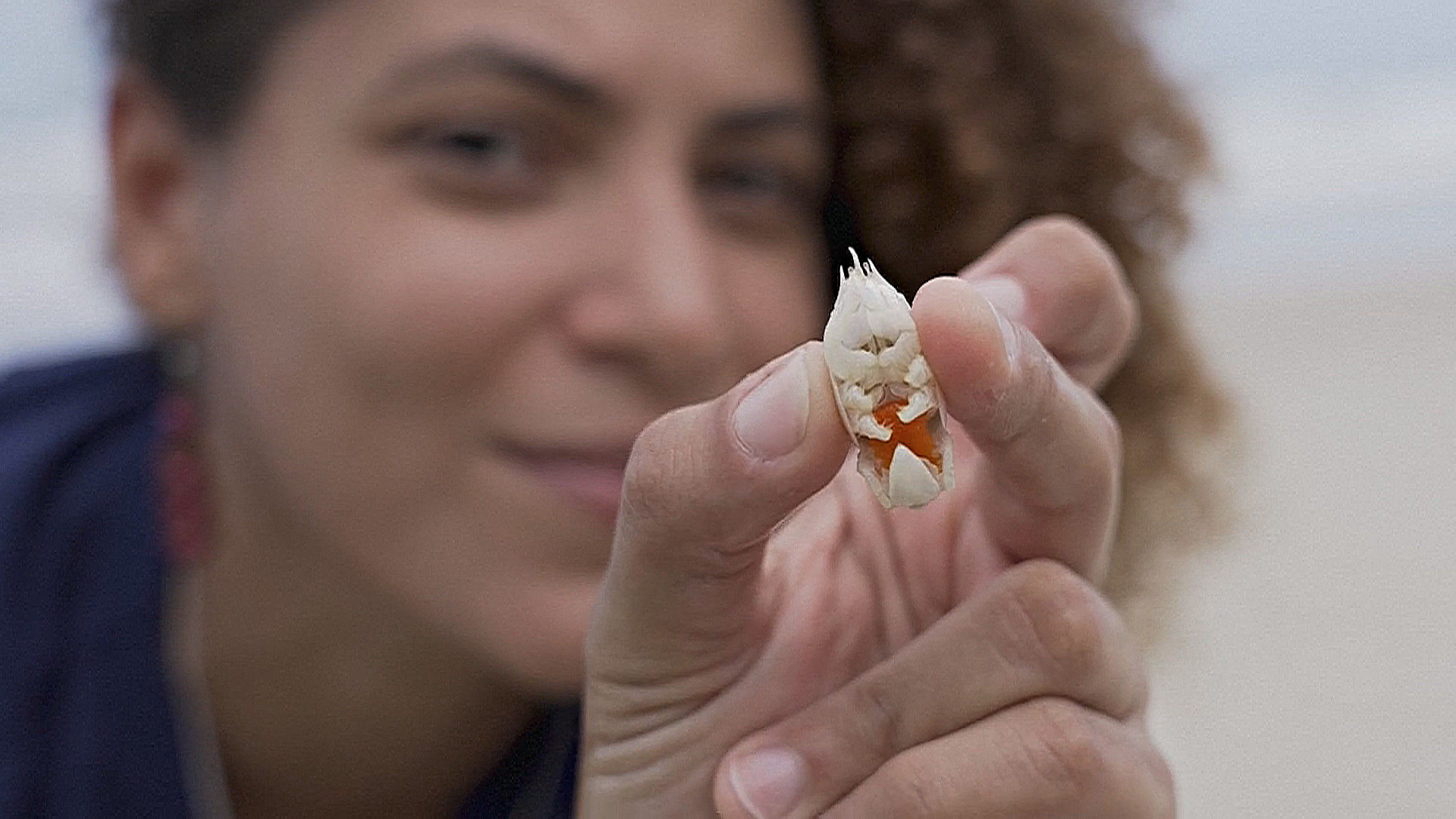 Исчезающие крабы-кроты в Бразилии вызывают тревогу у ученых Исчезающие крабы-кроты в Бразилии вызывают тревогу у ученых