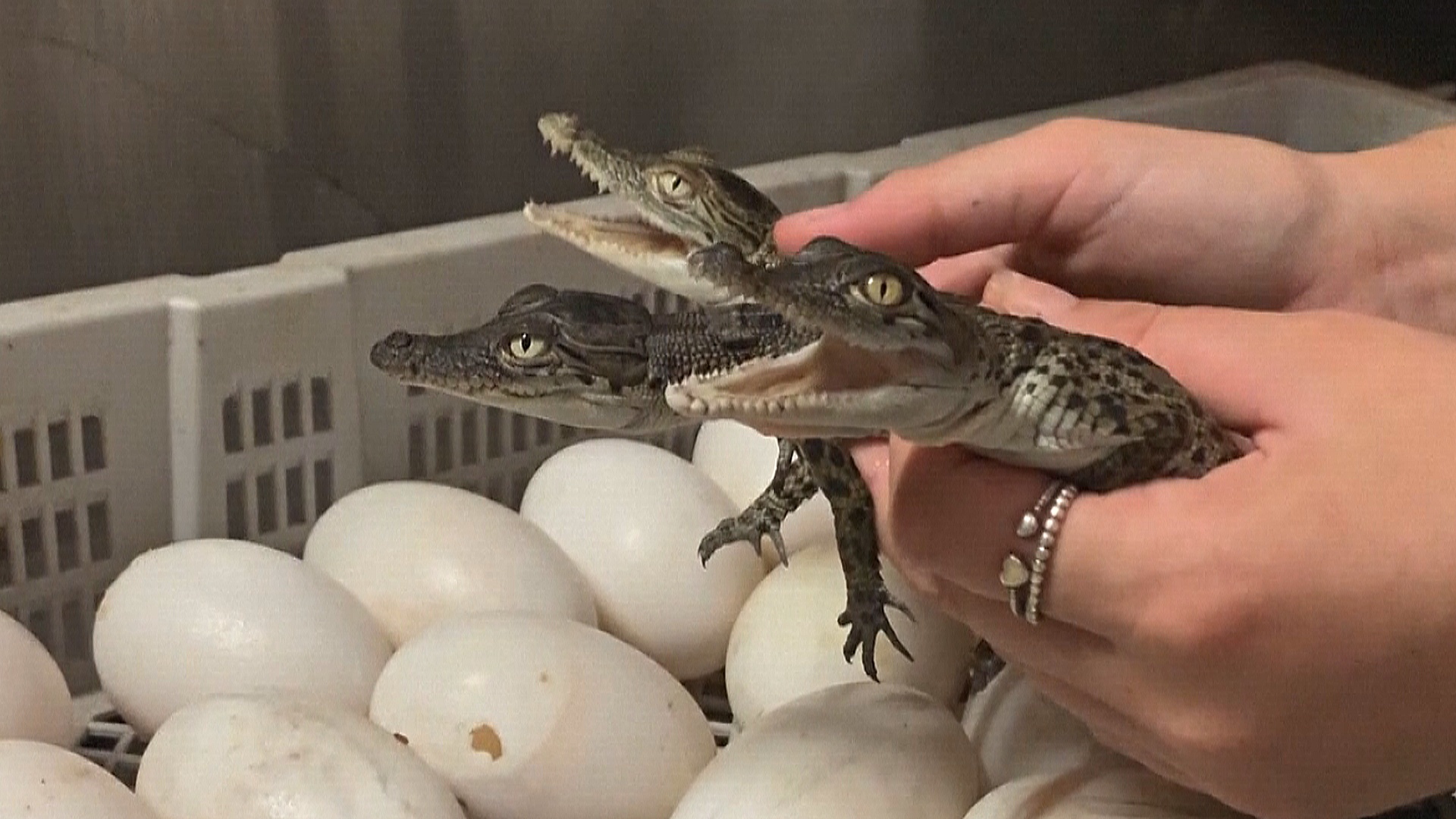 В зоопарке в Австралии разводят крокодилов на продажу