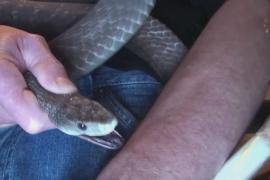 Зачем американец позволяет змеям себя кусать