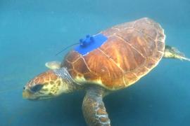 Спасённого логгерхеда снабдили GPS-трекером и выпустили в океан на Канарских островах