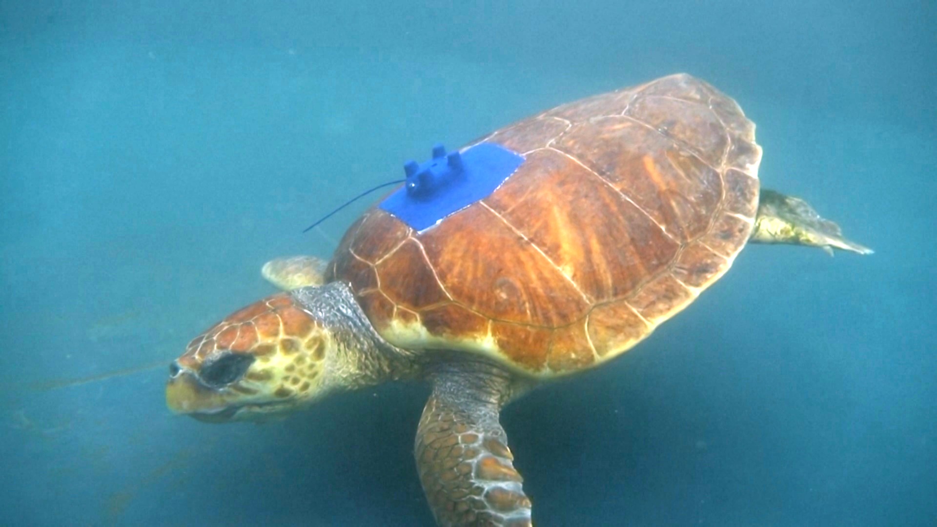 Спасённого логгерхеда снабдили GPS-трекером и выпустили в океан на Канарских островах