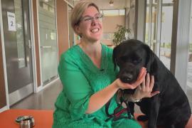 Австралийские учёные разработают правильный метод похудения для толстых собак