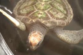 Экологи в Бенине спасают от исчезновения редких морских черепах