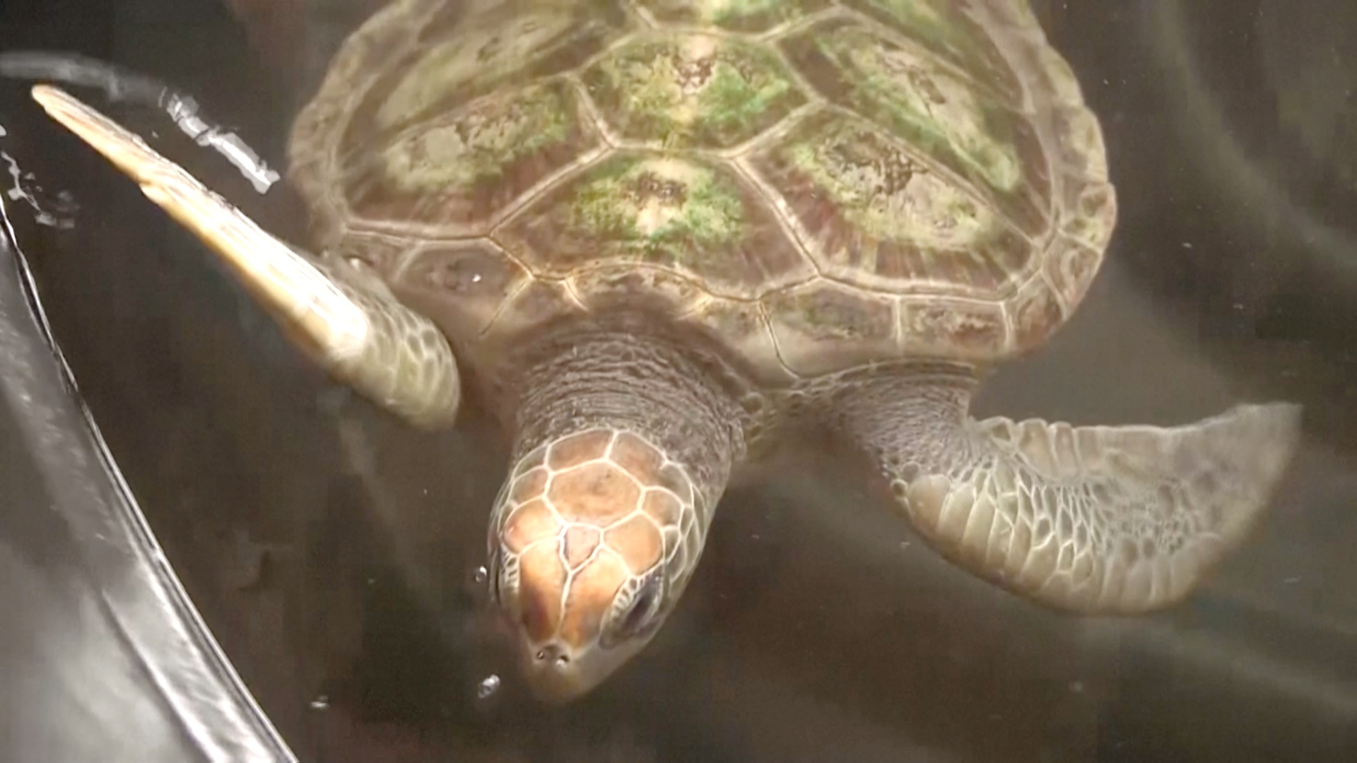 Экологи в Бенине спасают от исчезновения редких морских черепах