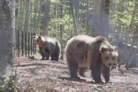 Заповедник в Болгарии спасает медведей из неволи