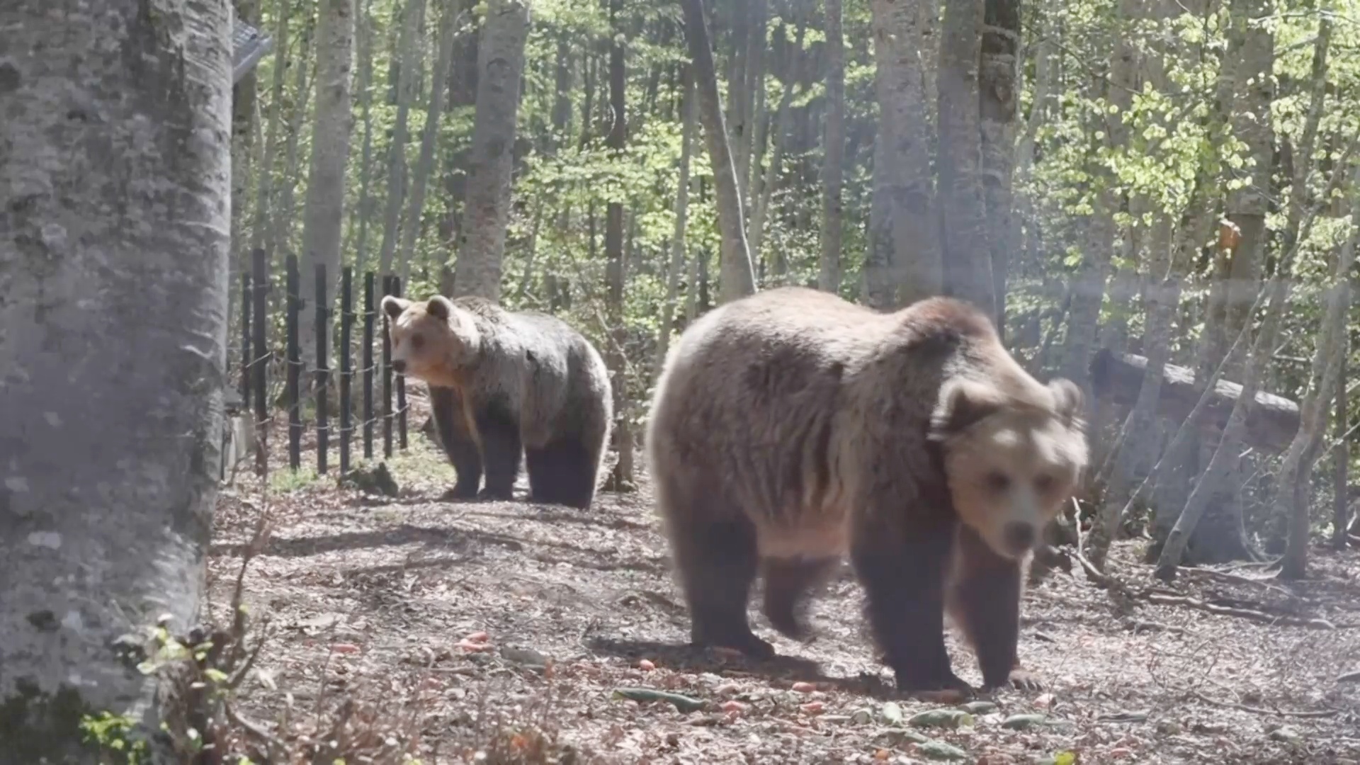 Заповедник в Болгарии спасает медведей из неволи Заповедник в Болгарии спасает медведей из неволи
