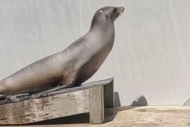 Знакомьтесь с морским львом, который любит танцевать под рок, техно и диско