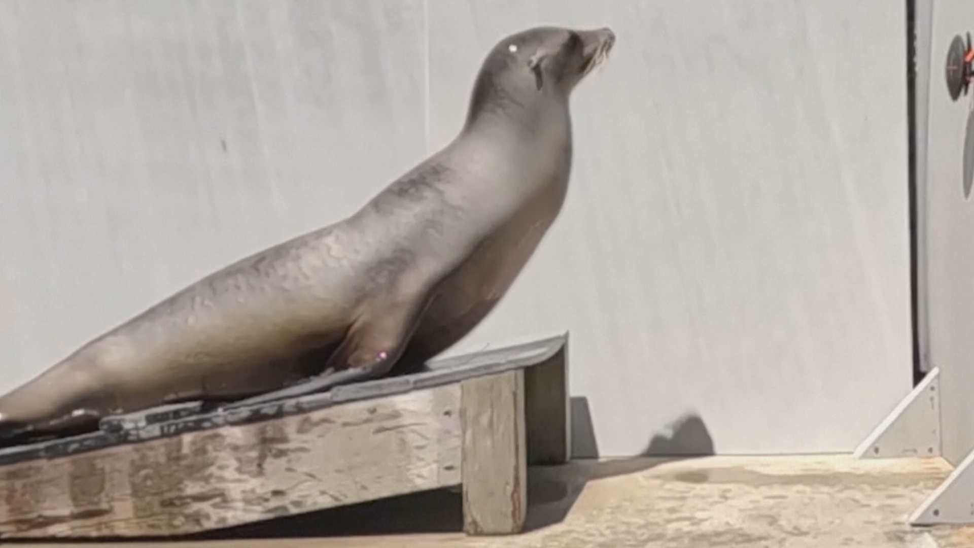 Знакомьтесь с морским львом, который любит танцевать под рок, техно и диско