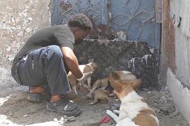 Как житель столицы Сомали сам кормит более 100 собак и кошек