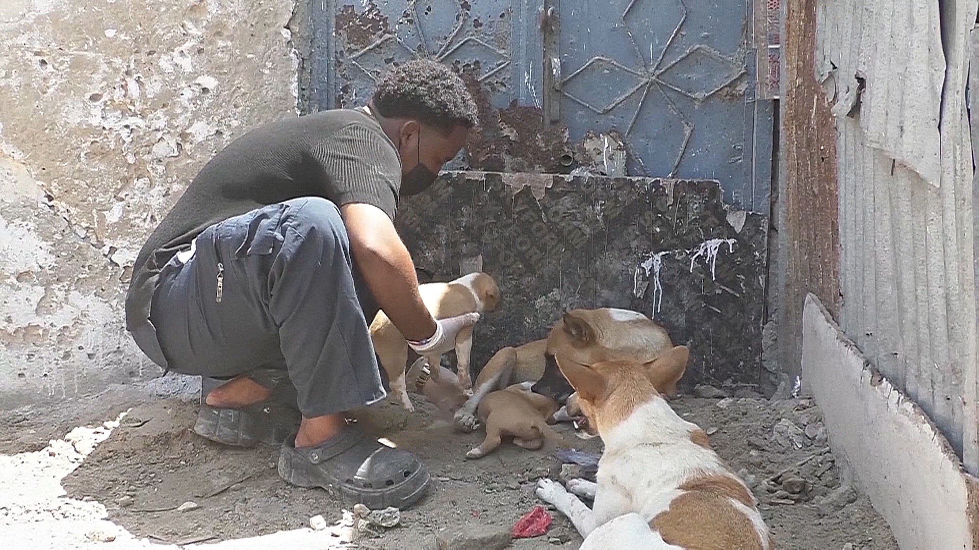 Как житель столицы Сомали сам кормит более 100 собак и кошек Как житель столицы Сомали сам кормит более 100 собак и кошек