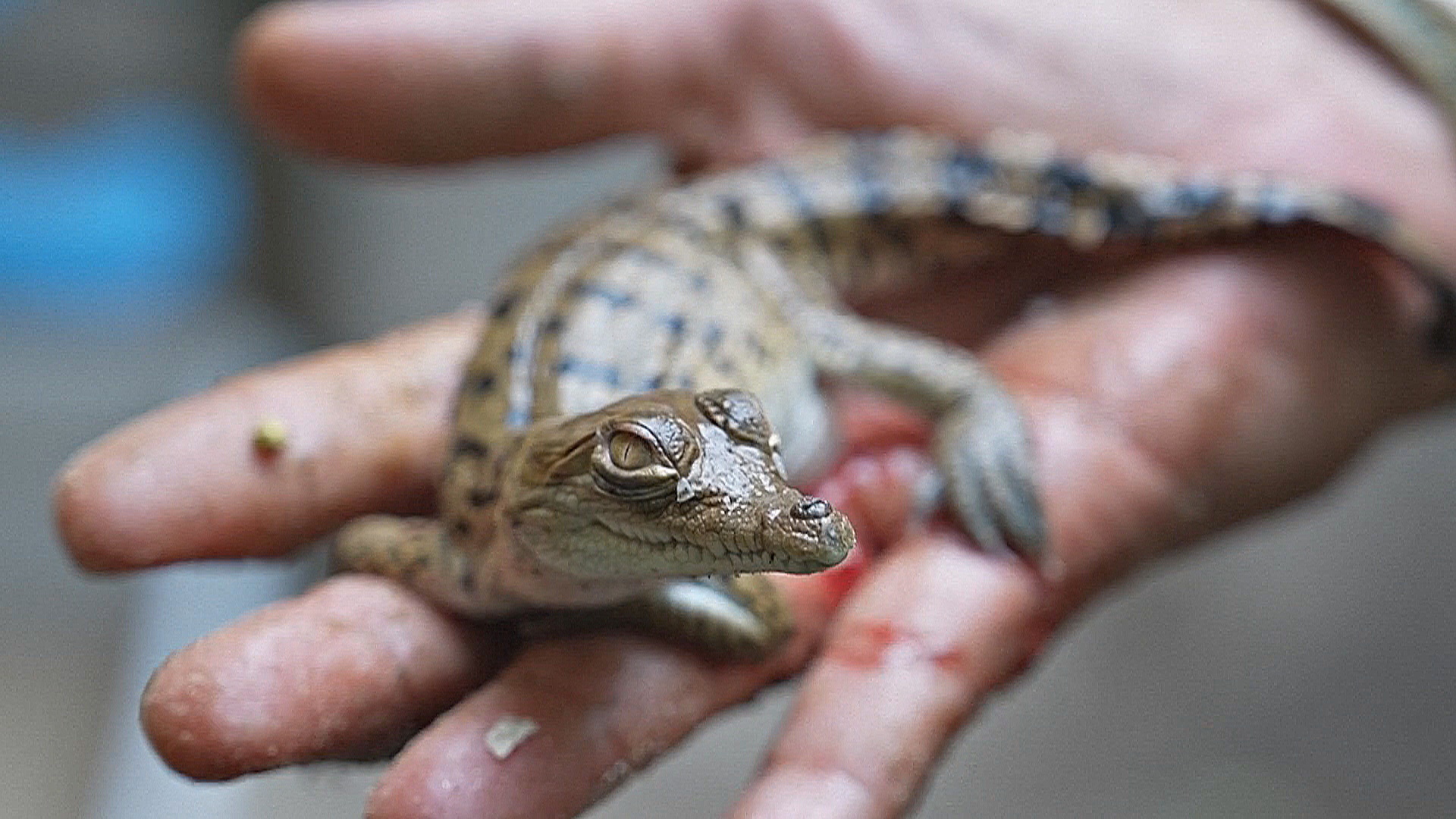 Венесуэльские учёные выращивают крокодилов и отпускают их в дикую природу Венесуэльские учёные выращивают крокодилов и отпускают их в дикую природу
