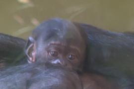 В зоопарке Кёльна зрителям впервые показали новорождённого детёныша бонобо