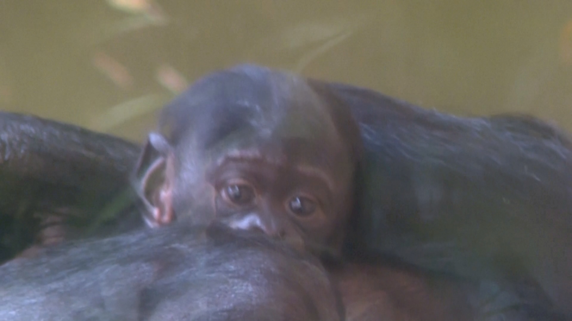 В зоопарке Кёльна зрителям впервые показали новорождённого детёныша бонобо В зоопарке Кёльна зрителям впервые показали новорождённого детёныша бонобо