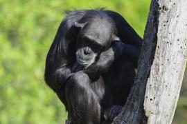 Почему шимпанзе барабанят по деревьям в уникальном стиле