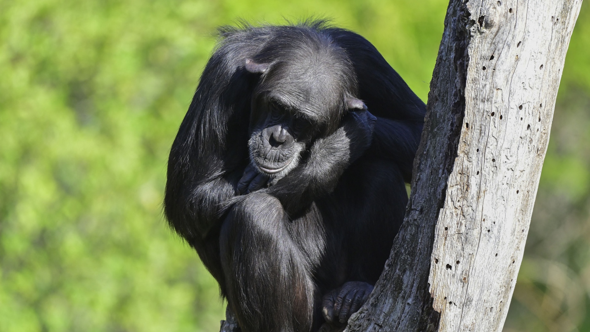 Почему шимпанзе барабанят по деревьям в уникальном стиле Почему шимпанзе барабанят по деревьям в уникальном стиле