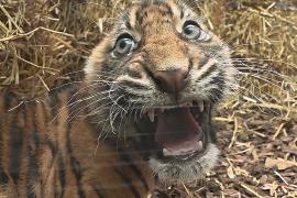 Тигрята-близнецы исследуют свой вольер во Франкфуртском зоопарке