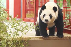 В зоопарк Вены прибыли новые панды
