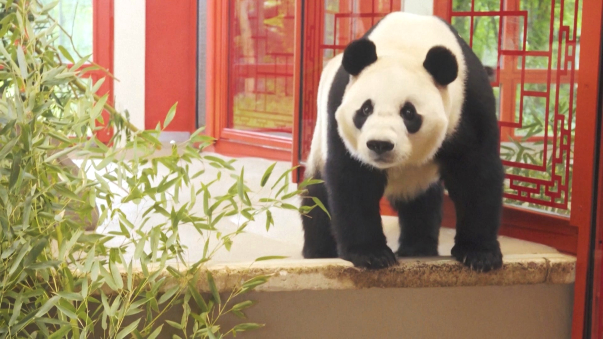 В зоопарк Вены прибыли новые панды В зоопарк Вены прибыли новые панды