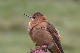 Миграция птиц привлекает в Колумбию орнитологов-любителей