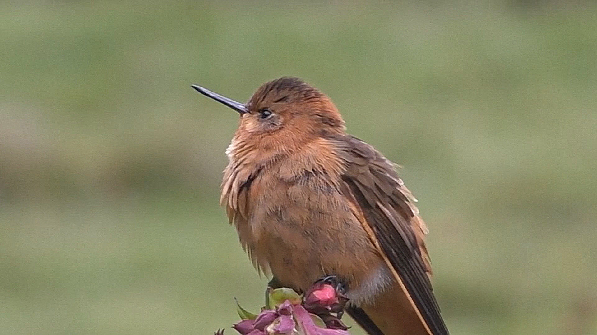 Миграция птиц привлекает в Колумбию орнитологов-любителей