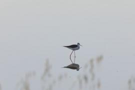 Редкие перелётные птицы привлекают наблюдателей на остров Лесбос