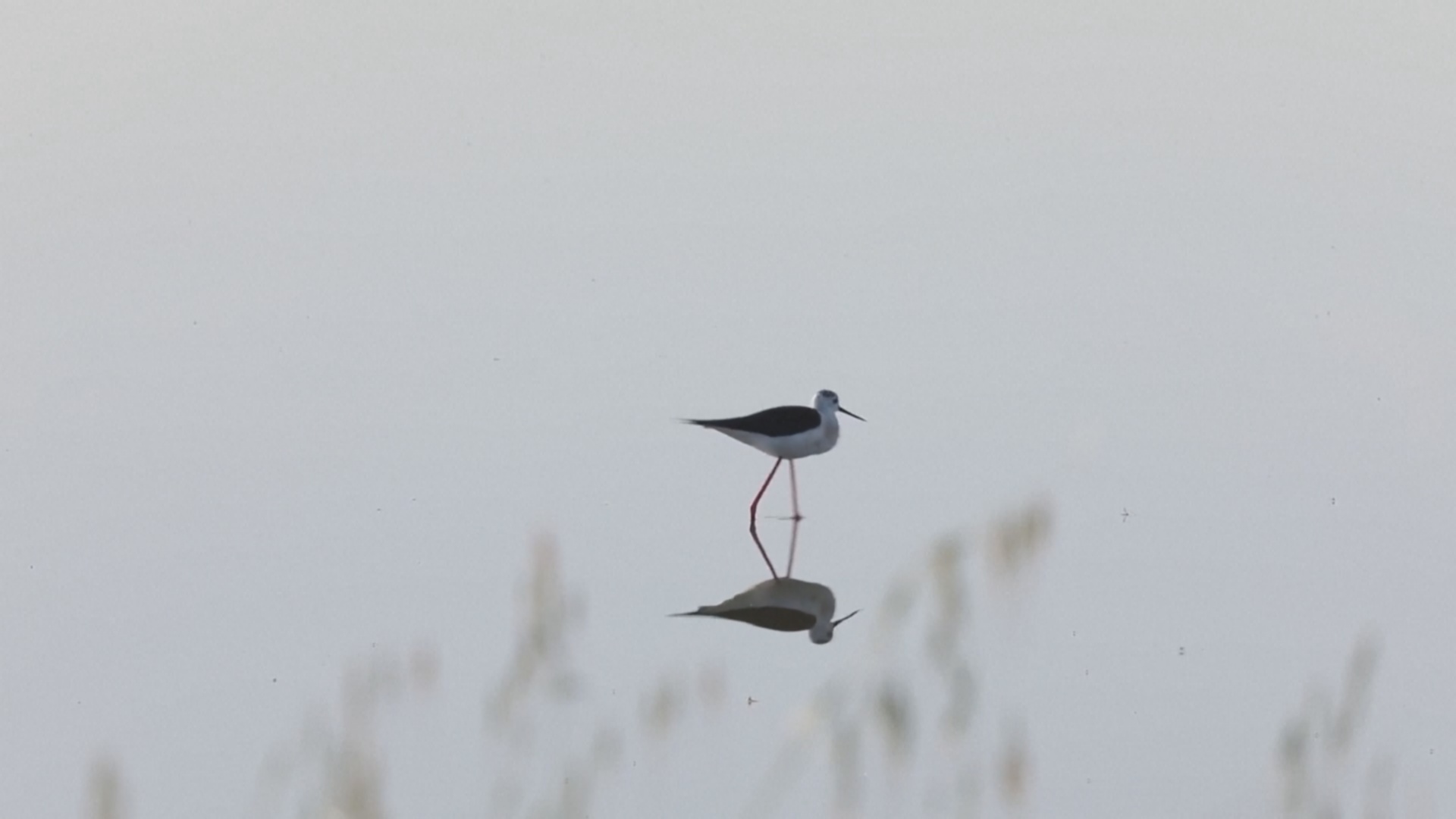 Редкие перелётные птицы привлекают наблюдателей на остров Лесбос Редкие перелётные птицы привлекают наблюдателей на остров Лесбос