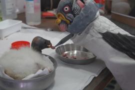 Птенец редкого королевского грифа родился в Римском зоопарке