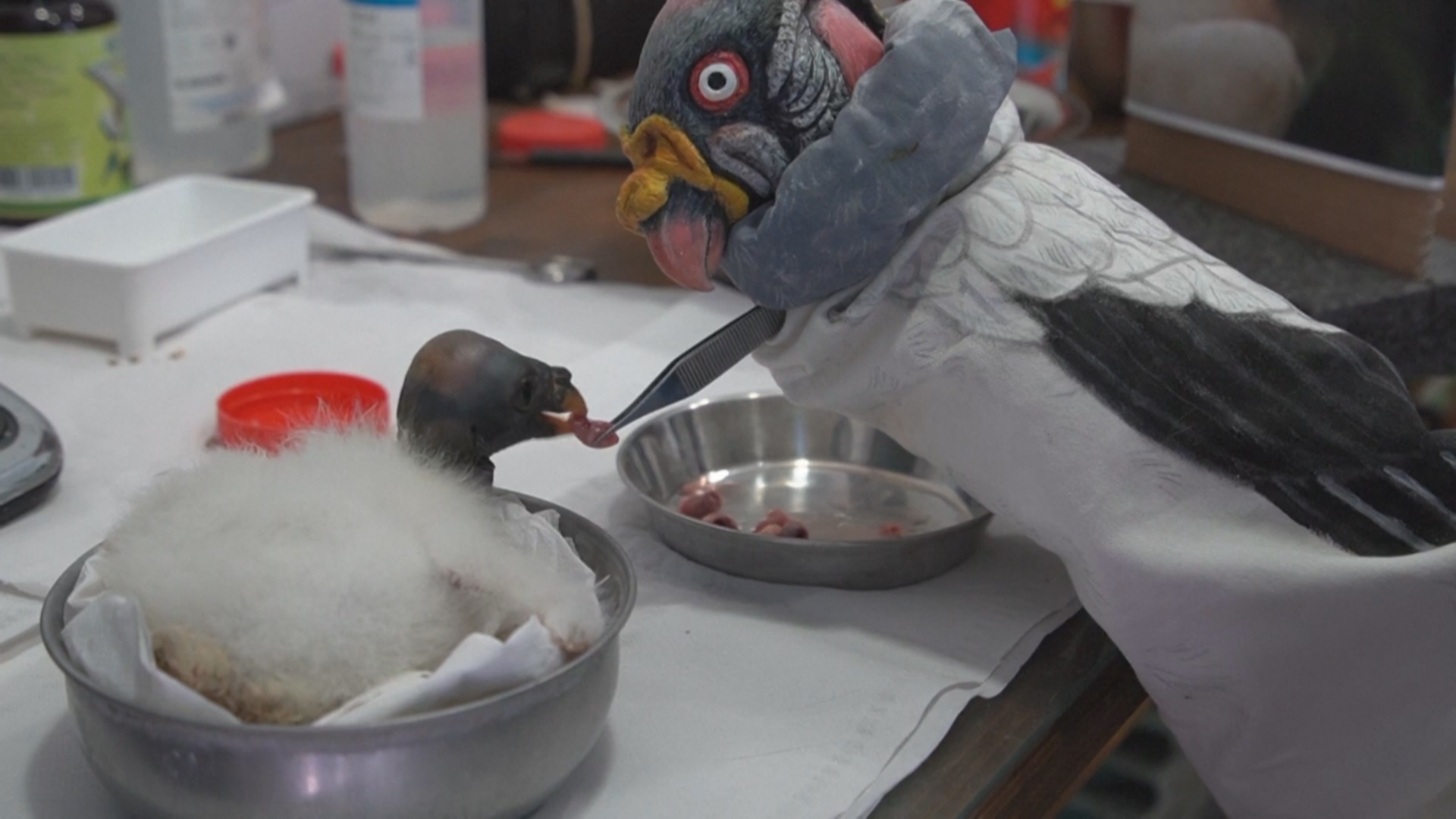 Птенец редкого королевского грифа родился в Римском зоопарке Птенец редкого королевского грифа родился в Римском зоопарке