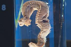 Новая выставка в Лондоне исследует, существует ли внеземная жизнь