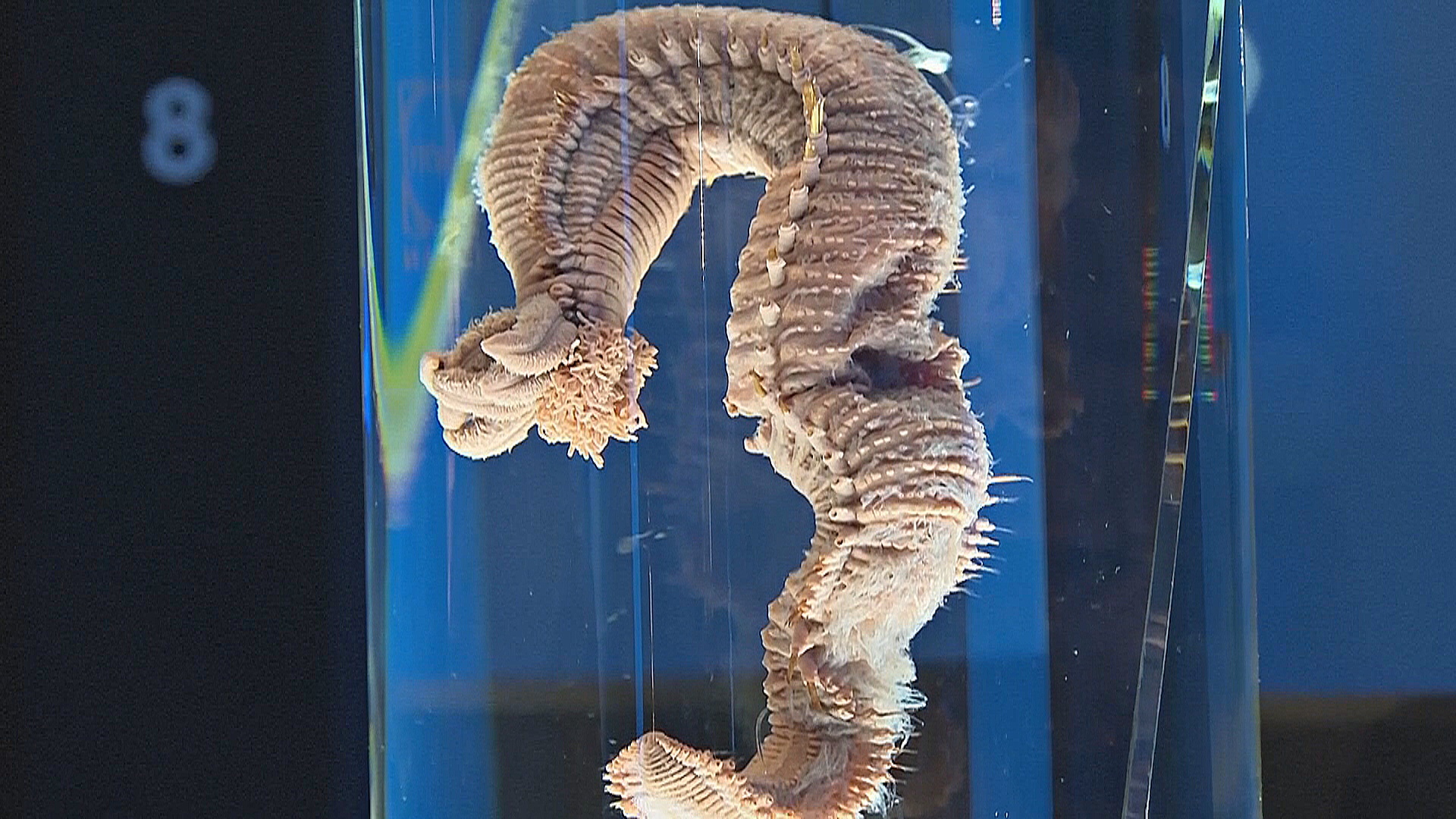 Новая выставка в Лондоне исследует, существует ли внеземная жизнь Новая выставка в Лондоне исследует, существует ли внеземная жизнь