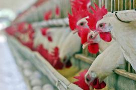 Фермеры в Бразилии надеются в ближайшее время возобновить экспорт курятины