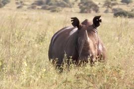 Программу по надрезанию ушей носорогам провели в Кении