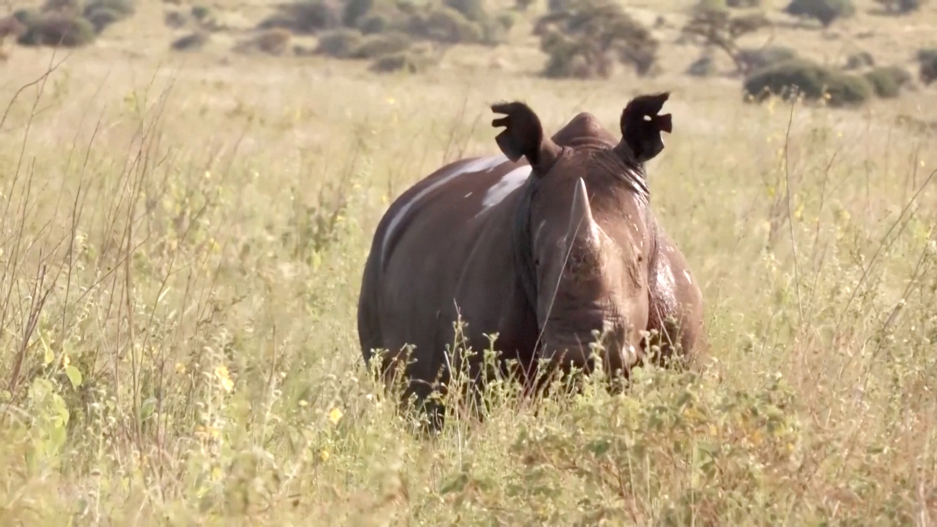 Программу по надрезанию ушей носорогам провели в Кении Программу по надрезанию ушей носорогам провели в Кении