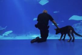 Полицейские собаки проходят уникальную дрессировку в океанариуме в Копенгагене