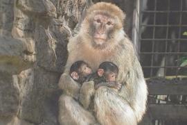 Редкое явление: бесхвостая макака родила двойню в зоопарке Германии