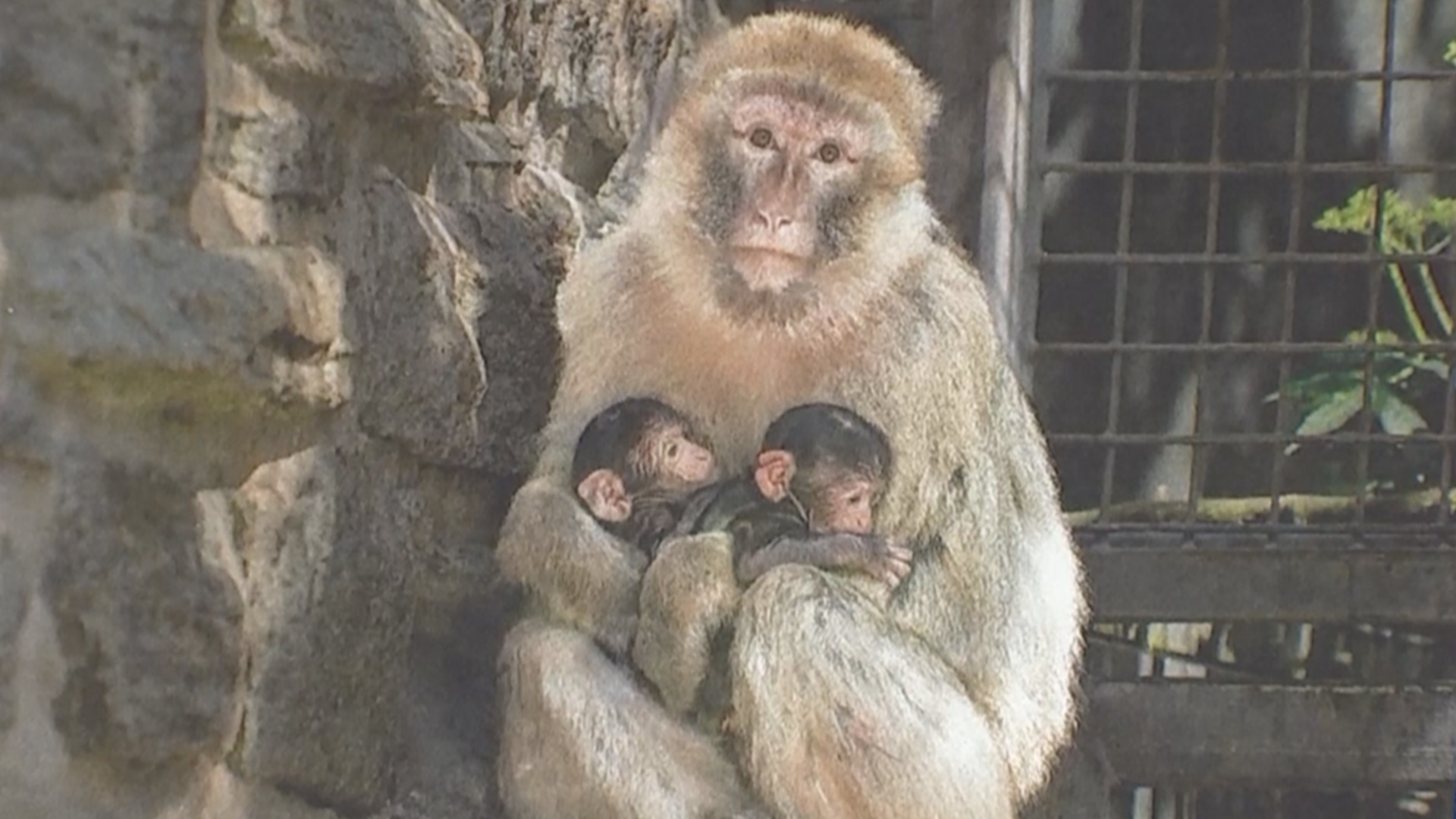 Редкое явление: бесхвостая макака родила двойню в зоопарке Германии Редкое явление: бесхвостая макака родила двойню в зоопарке Германии