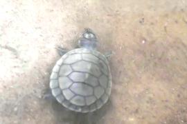 Бразильцы выпустили в океан выращенных детёнышей морских черепах