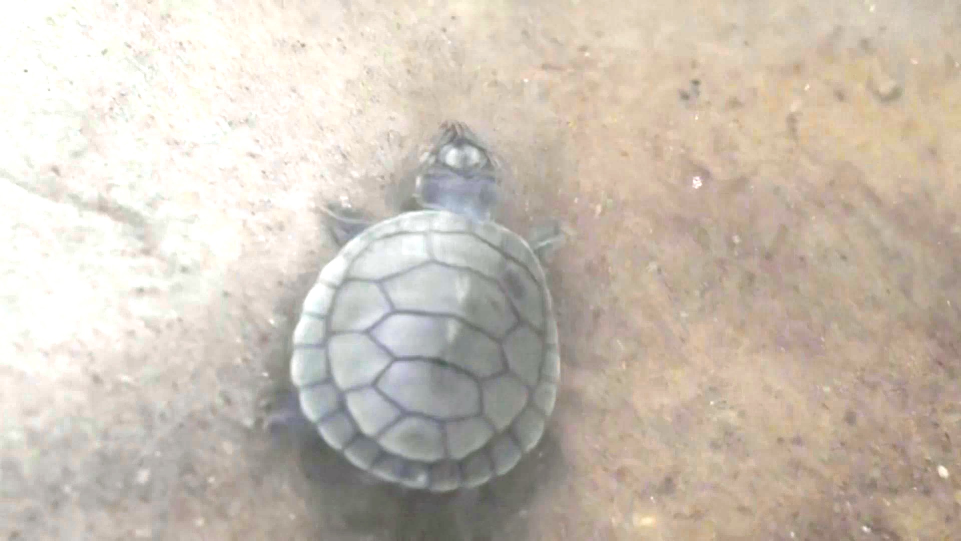 Бразильцы выпустили в океан выращенных детёнышей морских черепах Бразильцы выпустили в океан выращенных детёнышей морских черепах