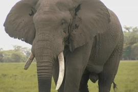 Современные технологии помогают ослабить конфликт между слонами и людьми в Зимбабве