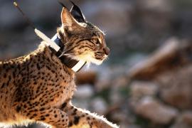 Двух пиренейских рысей выпустили в дикую природу в Испании