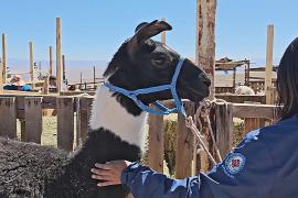 Герои высокогорного плато: как поздравляют лам и альпак