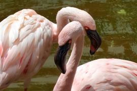 Малые фламинго лишились одного из четырёх мест гнездования в Африке